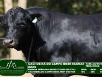 Lote 37