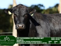 Lote 47