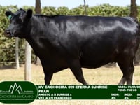 Lote 48