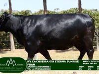 Lote 49