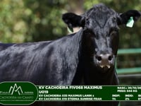 Lote 50