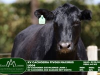 Lote 52