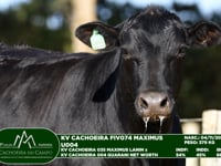 Lote 53