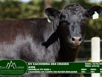 Lote 54