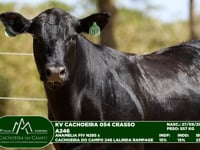 Lote 51