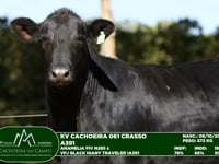 Lote 55