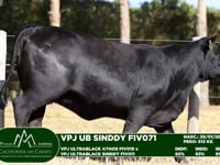 Lote 56