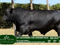 Lote 57