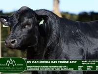 Lote 58