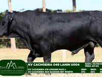 Lote 60