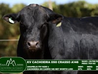 Lote 61