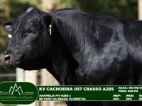 Lote 62