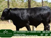 Lote 59