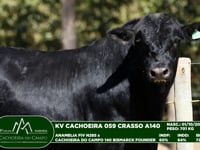 Lote 63