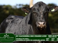 Lote 64