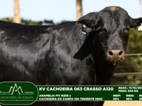 Lote 65