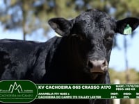 Lote 66