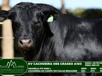 Lote 67