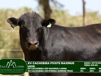 Lote 69