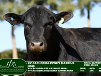 Lote 70