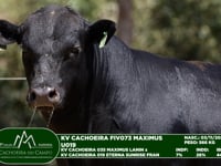 Lote 71