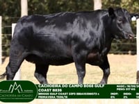 Lote 04