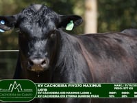 Lote 68