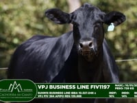 Lote 07