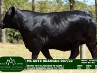 Lote 10