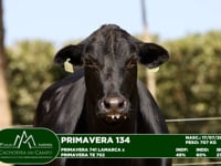 Lote 11