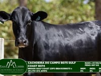 Lote 12