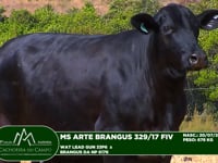 Lote 15