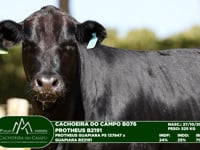 Lote 16