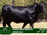 Lote 17
