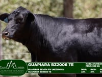Lote 18