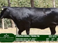 Lote 19