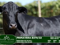 Lote 20