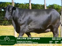 Lote 21