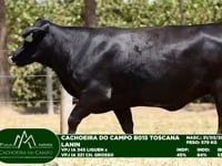 Lote 22