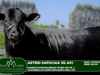 Lote 23