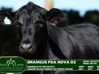 Lote 25