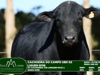 Lote 39