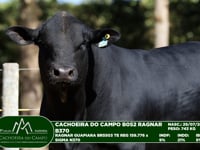 Lote 29