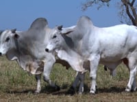 Lote 157
