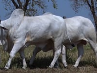 Lote 162