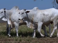 Lote 164