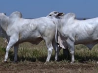 Lote 165
