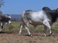 Lote 167
