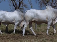 Lote 159