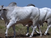 Lote 169